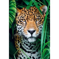 CLEMENTONI - Compacto 500 piezas - Jaguar en la jungla
