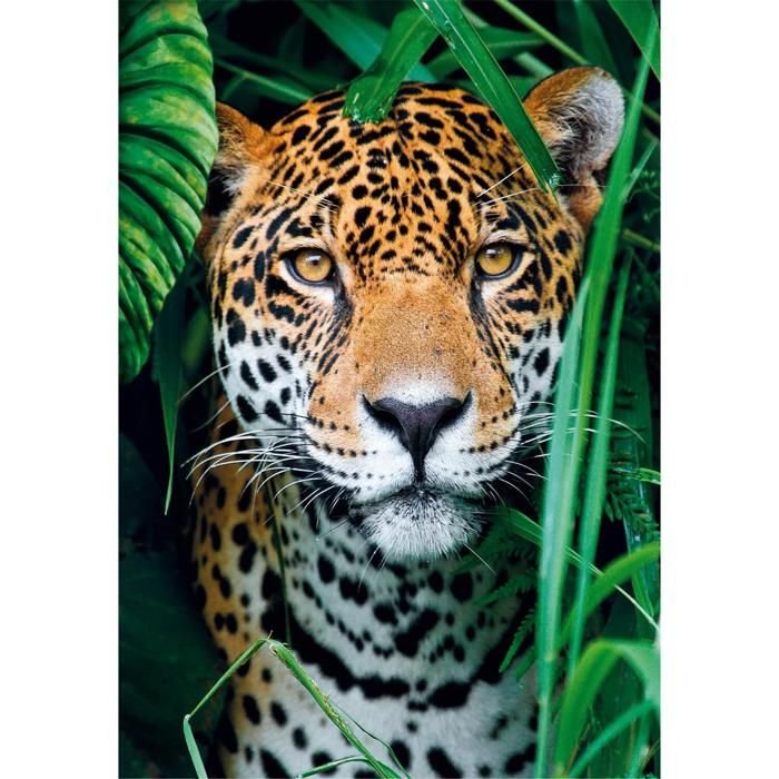 CLEMENTONI - Compact 500 pieces - Jaguar in the jungle