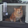 Bebedero Botella - FERPLAST - Drinky Dog - Para transporte de perros