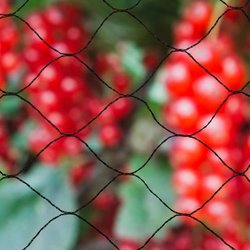 Primo Natural Anti-Bird Net 10 x 10 m zwart