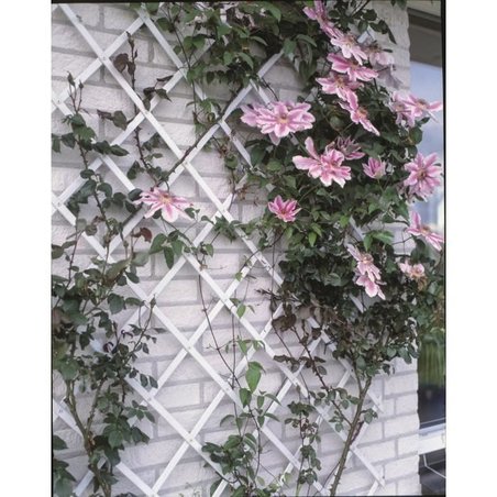 White plastic extensible trellis - 50x150cm