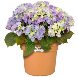 VIBE POTTO FOWER ROULD - Plastica - Ø30 - POLLA POLVERE