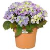 VIBE POTTO FOWER ROULD - Plastica - Ø30 - POLLA POLVERE