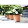 VIBE POTTO FOWER ROULD - Plastica - Ø30 - POLLA POLVERE