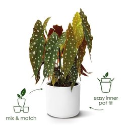 ELHO Pot de fleurs rond B.for Soft 35 - Ø 35 x H 32 cm - Intérieur - 1