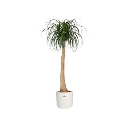 ELHO Pot de fleurs rond B.for Soft 35 - Ø 35 x H 32 cm - Intérieur - 1