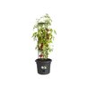 ELHO Green Basics Tomatentopf - 33 cm - Hellschwarz