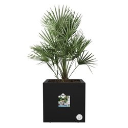 Jardinera Elho Vivo Next Square 30 - Negro - Ø 30 x H 29 cm - interior