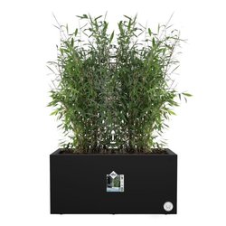 Elho Vivo Next Long 60 Bloembak - Zwart - L 59 x B 30 x H 29 cm - binn