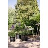 ELHO Pot de fleurs Amiga Rond 40 - Noir - Ø 39 x H 29 cm - Extérieur -