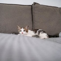 Adhesive cat scratch stopper - TYROL - x24