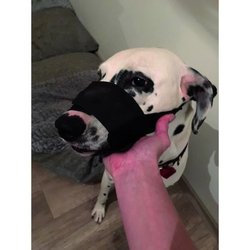 YAGO Museliere nylon zwart voor grote hond, snuitpartij met ademend en