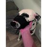 Yago museliere in black nylon for large dog, muzzle part with breathab