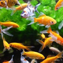 Lavavetri magnetico per acquario - AIMÉ - 10 cm