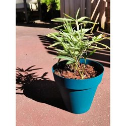 Runder Blumenkasten RIVIERA SOLEILLA  Kunststoff  Durchmesser 60 cm 