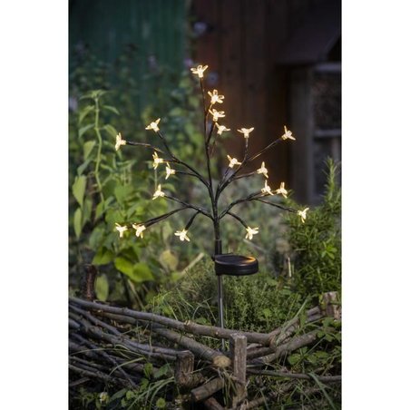 Arbusto a fioritura solare - GALIX - G4505 - H72
