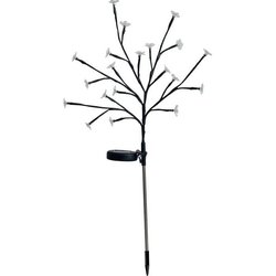 Arbusto a fioritura solare - GALIX - G4505 - H72