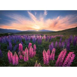 Puzzle 500 pieces Les lupins (Nature edition), Des 12 ans ,  Puzzle de