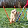 TRIXIE Agility Course Slalom Poles 115 cm 12 pcs Plastic