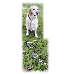 Uscire di casa per il cane