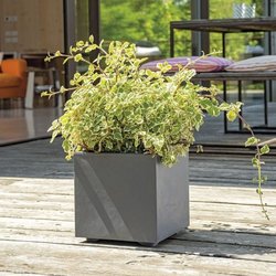 Cube Flower Pot - DEROMA - Millennium R - Anthracite - With water rese